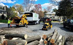 San Rafael, NM Tree Removal Company