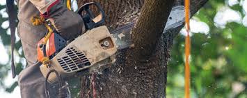 Best Lawn Pest Prevention  in San Rafael, NM