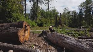 Best Tree Health Inspection  in San Rafael, NM