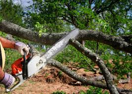 Best Grass Overseeding  in San Rafael, NM