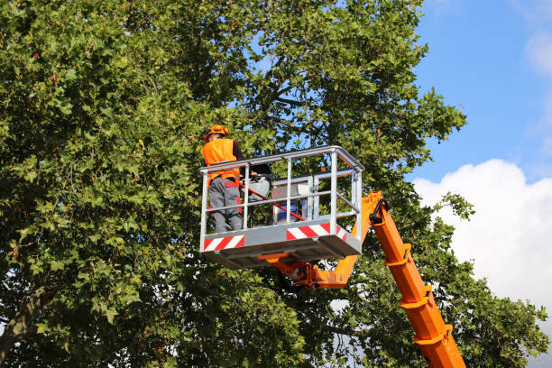 Best Hazardous Tree Removal  in San Rafael, NM