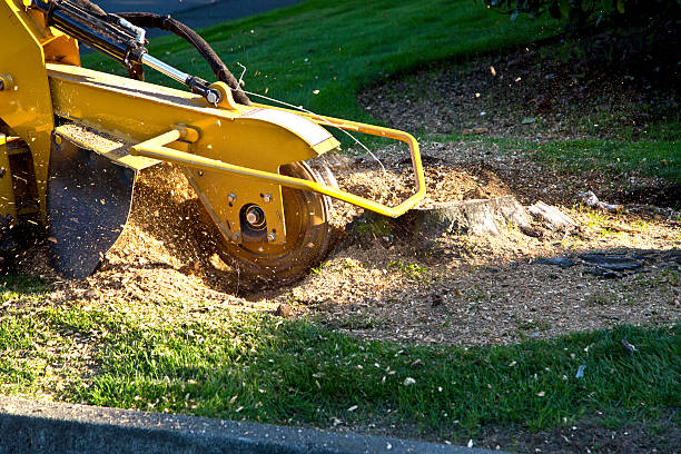 Best Tree Cabling and Bracing  in San Rafael, NM