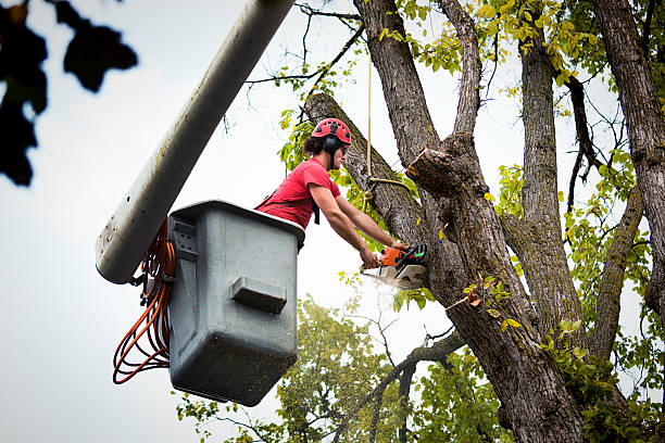 Best Tree Maintenance Programs  in San Rafael, NM