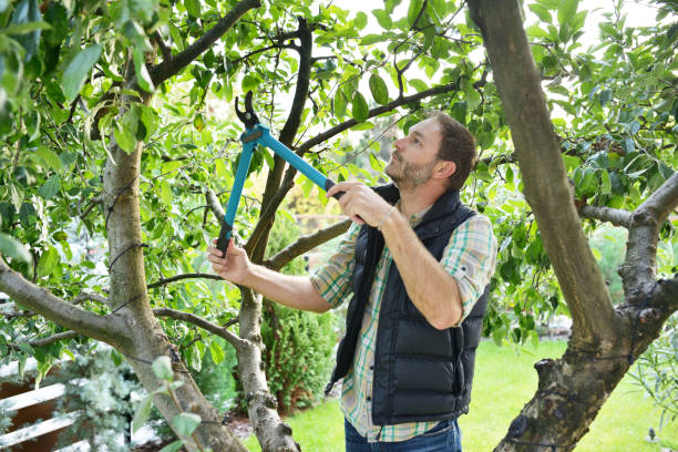 Best Tree Trimming and Pruning  in San Rafael, NM